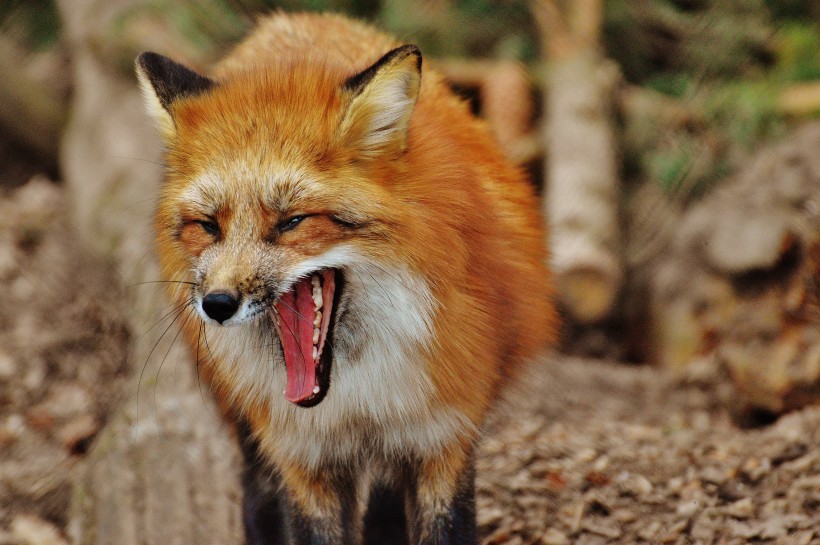 点击大图看下一张：一组机灵狡猾的狐狸图片