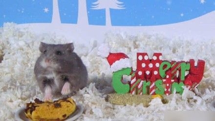 点击大图看下一张：一组超棒的圣诞主题仓鼠照片