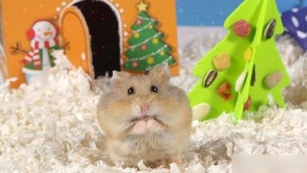 点击大图看下一张：一组超棒的圣诞主题仓鼠照片