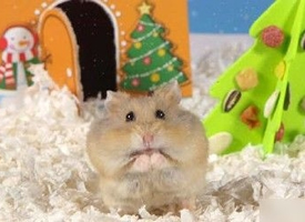一组超棒的圣诞主题仓鼠照片