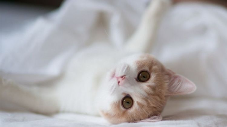 点击大图看下一张：可爱萌宠雪白色猫咪图片