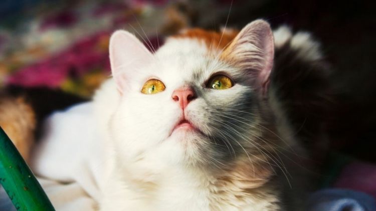 点击大图看下一张：可爱萌宠雪白色猫咪图片