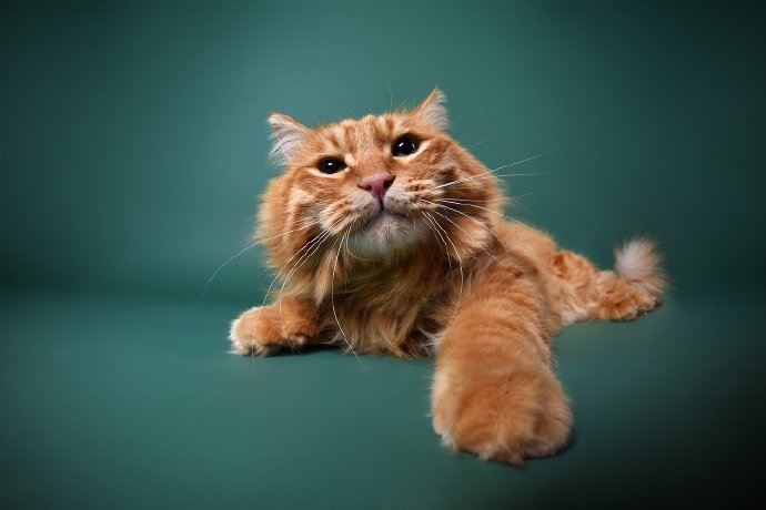点击大图看下一张：一只胖胖的橘猫图片欣赏