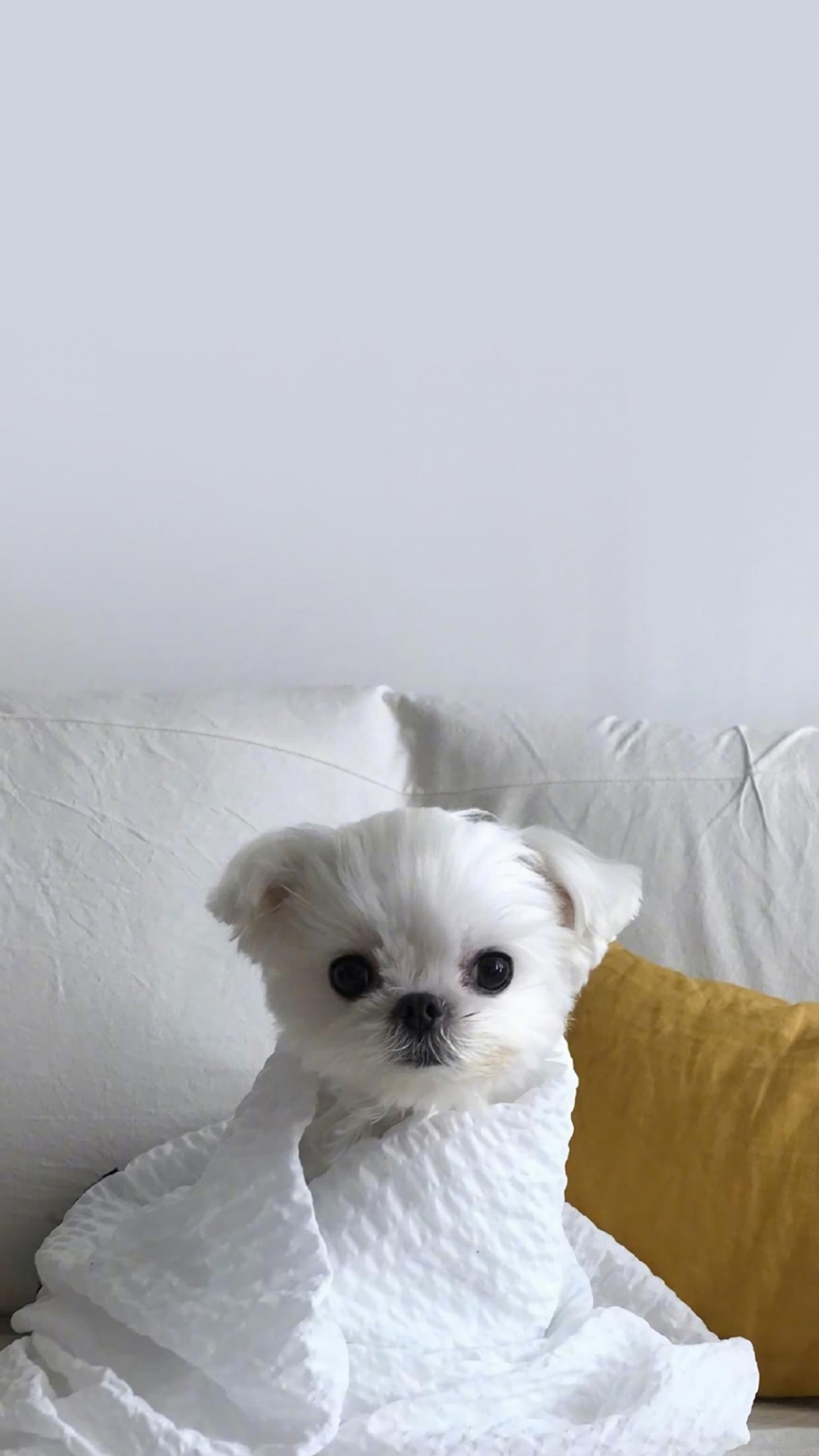 点击大图看下一张：可爱萌宠狗狗特色摄影手机壁纸