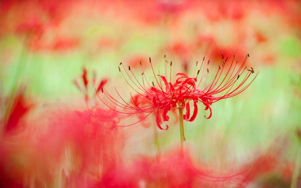 点击大图看下一张：曼珠沙华唯美花卉图片桌面壁纸