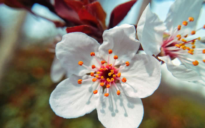点击大图看下一张：三月桃花开季高清桌面壁纸