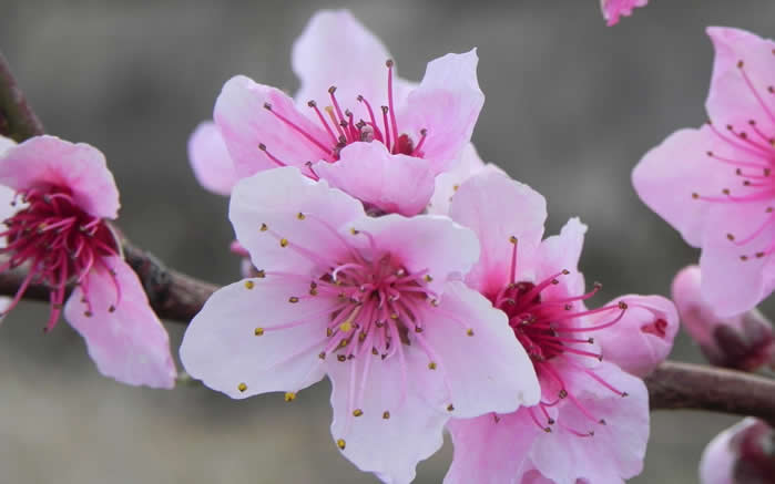 点击大图看下一张：三月桃花开季高清桌面壁纸