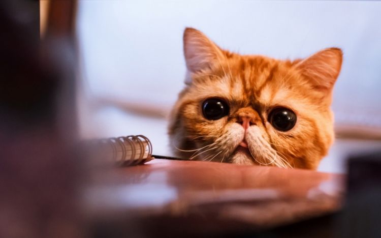 点击大图看下一张：温驯可爱的猫咪桌面壁纸图片