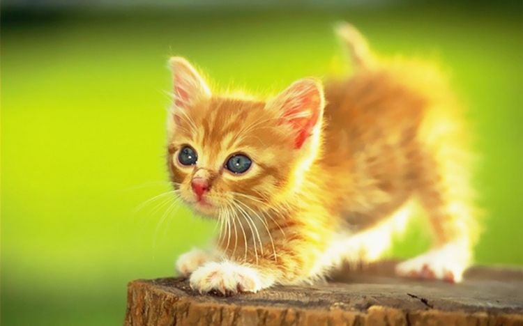 点击大图看下一张：软萌治愈系可爱猫咪图片
