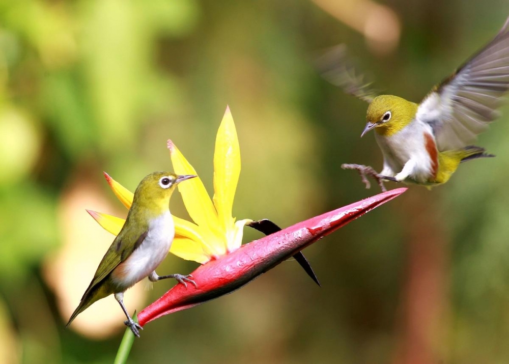 点击大图看下一张：一组春意盎然的小鸟图片
