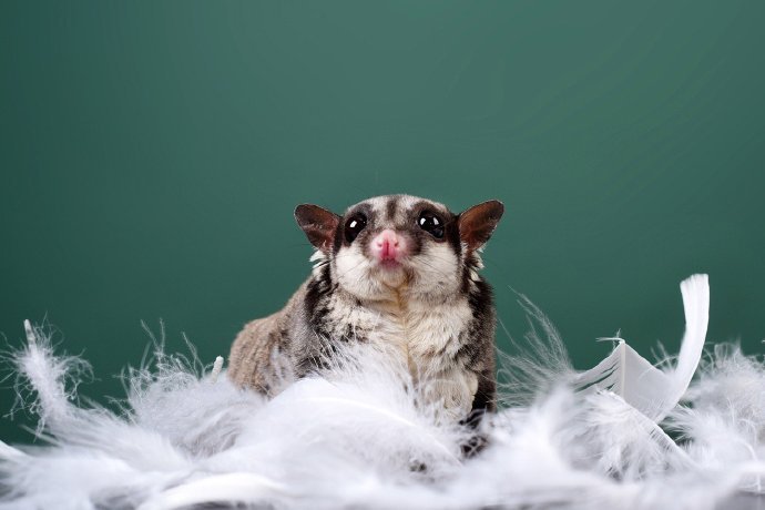 点击大图看下一张：一组可爱呆萌的蜜袋鼯鼠图片