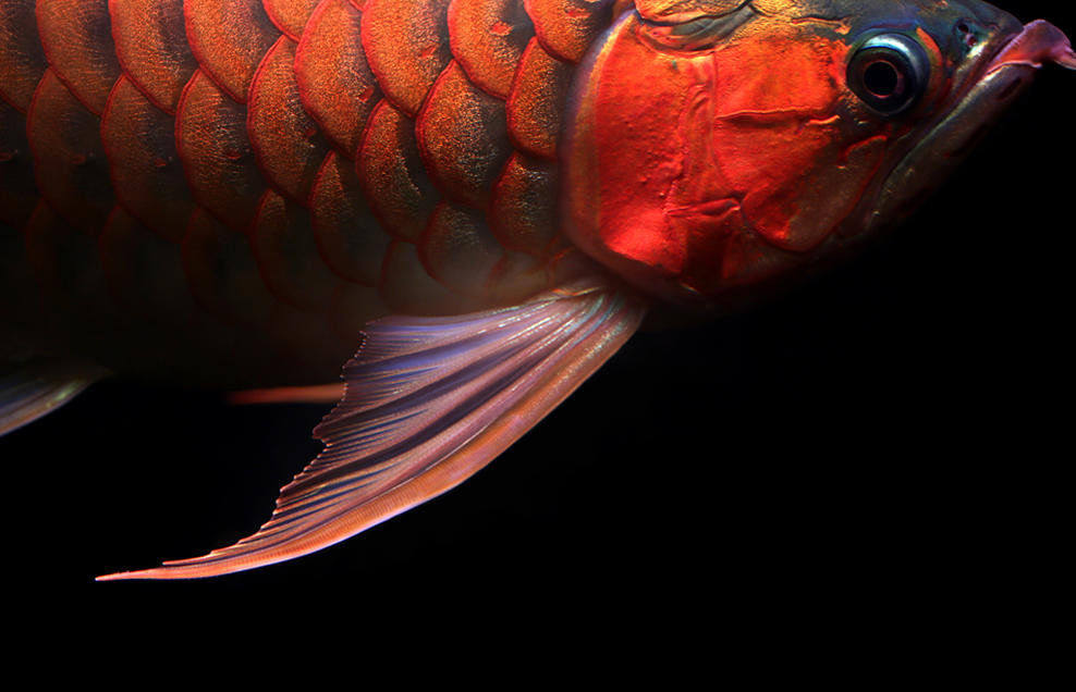 点击大图看下一张：威武霸气的红龙鱼图片