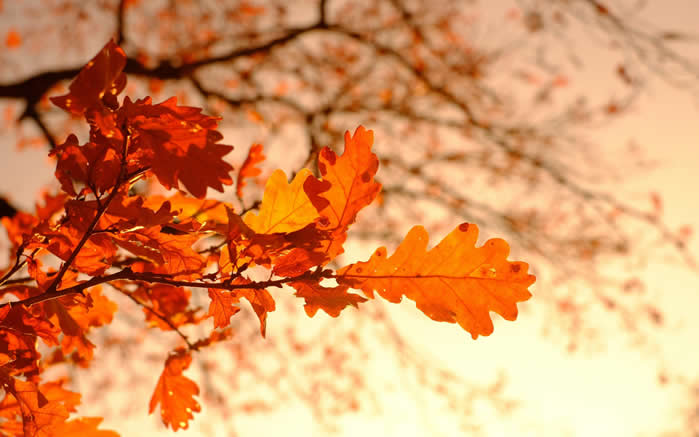 点击大图看下一张：深秋落叶唯美高清桌面壁纸