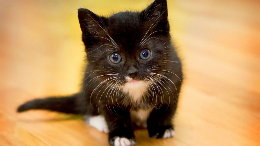 点击大图看下一张：毛茸茸的可爱小猫图片