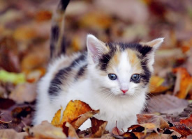 毛茸茸的可爱小猫图片