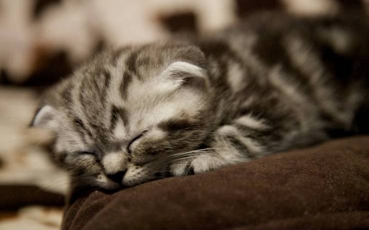点击大图看下一张：在睡觉的猫咪图片