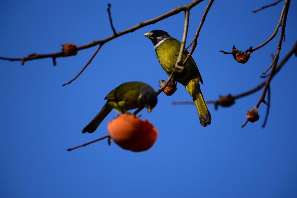 点击大图看下一张：吃柿子的鸟儿图片