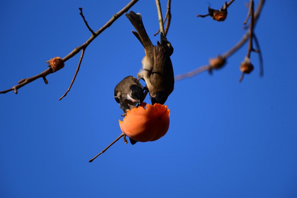 点击大图看下一张：吃柿子的鸟儿图片