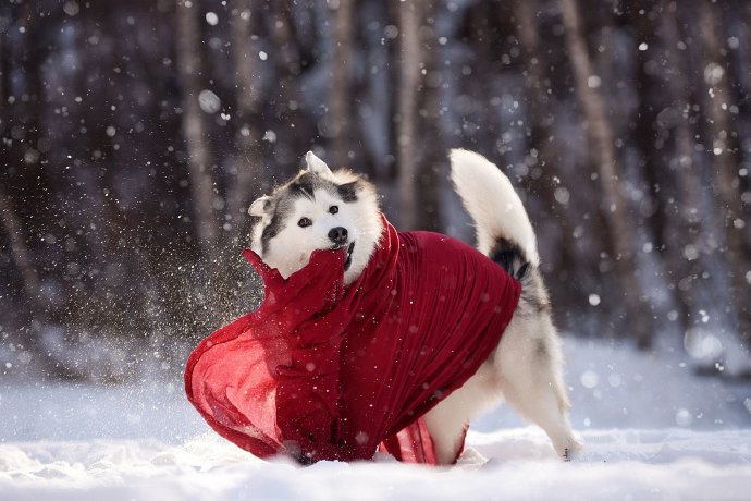 点击大图看下一张：雪地里开心的哈士奇图片