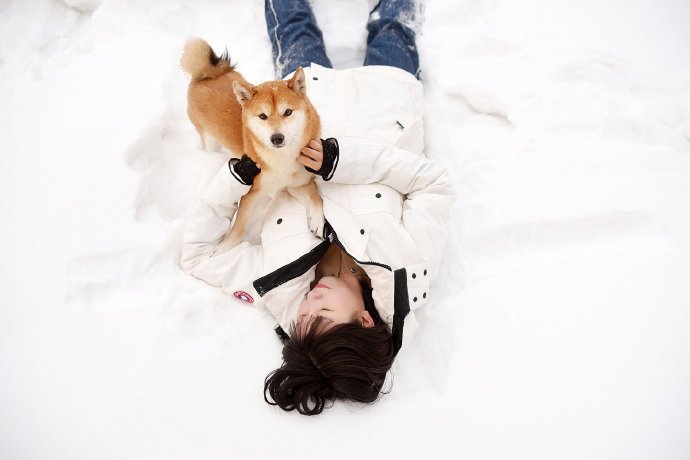点击大图看下一张：一组可爱的柴犬狗狗雪景照图片