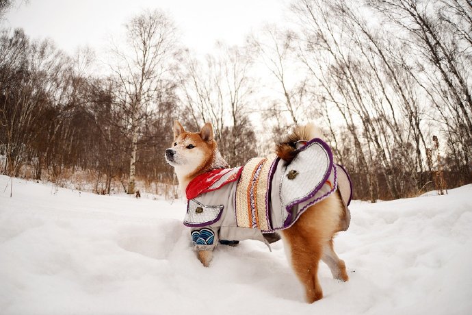点击大图看下一张：一组可爱的柴犬狗狗雪景照图片