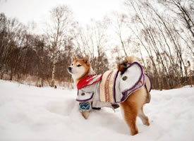 一组可爱的柴犬狗狗雪景照图片