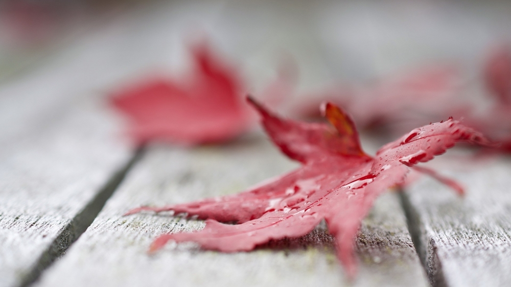 点击大图看下一张：秋季唯美枫叶静物图片桌面壁纸