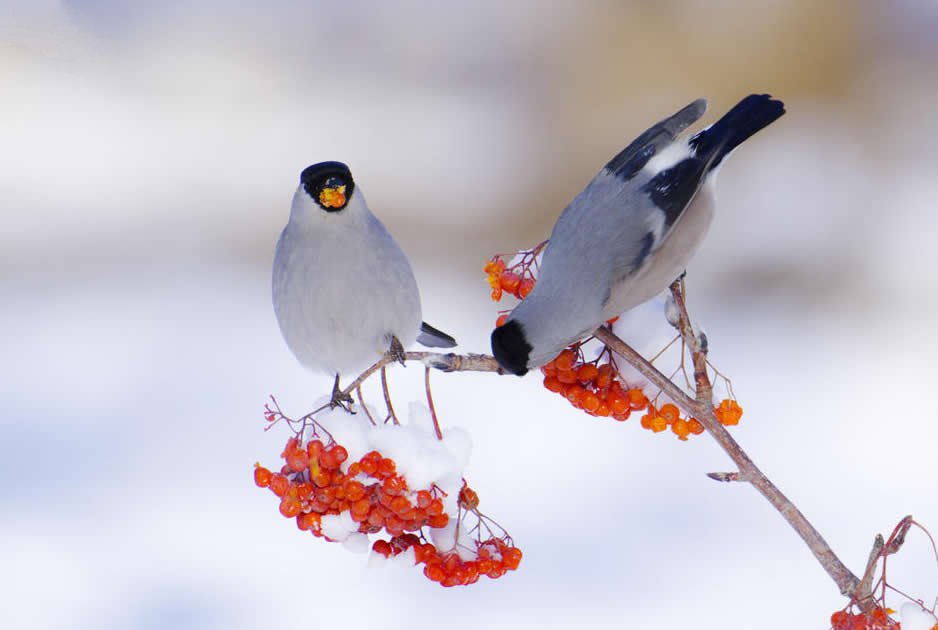 点击大图看下一张：一组冬天里的鸟儿图片