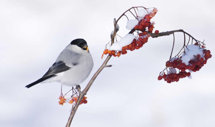 点击大图看下一张：一组冬天里的鸟儿图片