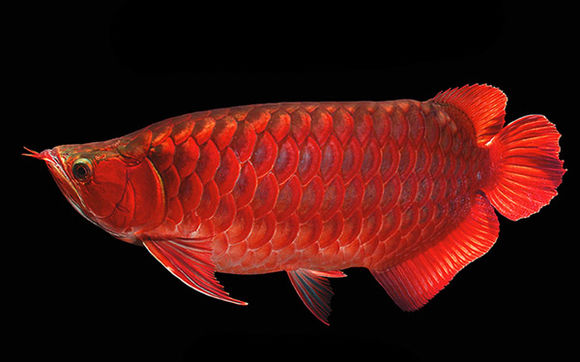 点击大图看下一张：颜色好看的红龙鱼图片