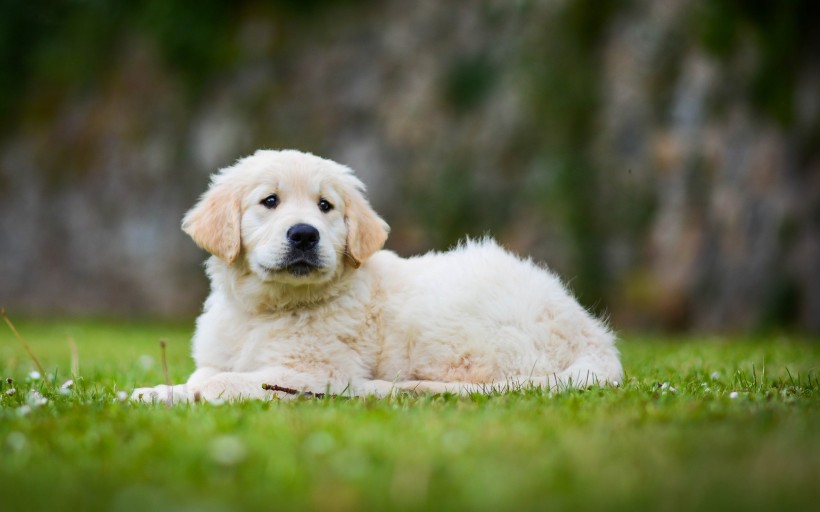 点击大图看下一张：呆萌可爱的金毛犬图片