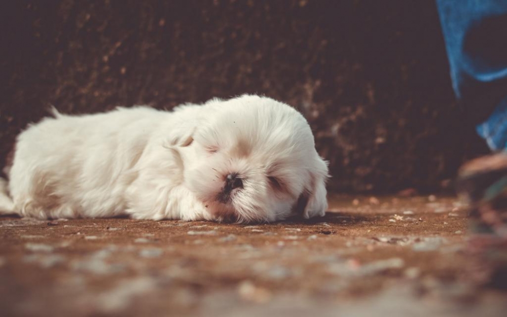 点击大图看下一张：一组狗狗缩着睡觉图片欣赏