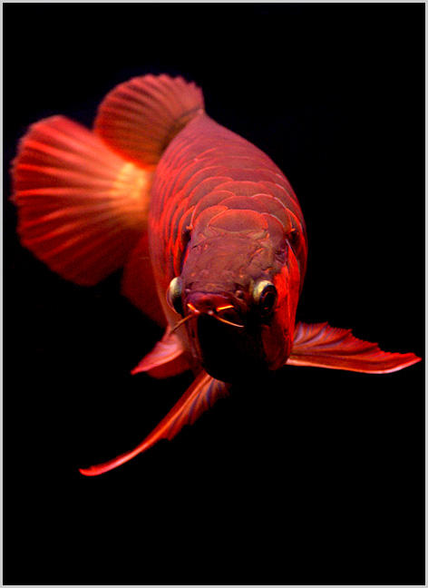 点击大图看下一张：一组漂亮的红龙鱼图片
