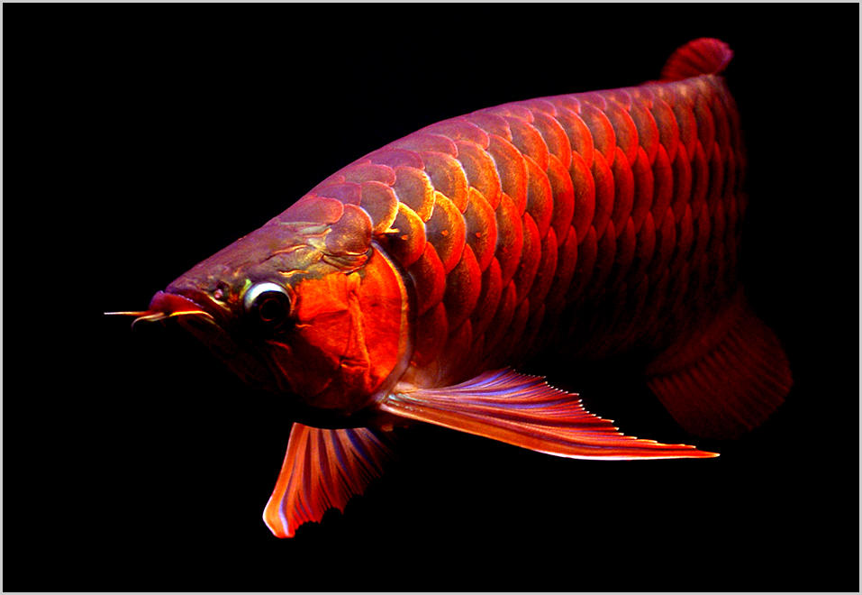 点击大图看下一张：一组漂亮的红龙鱼图片