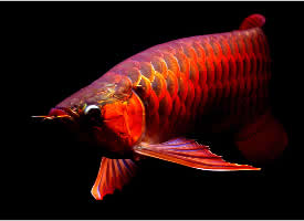 一组漂亮的红龙鱼图片