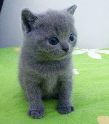 点击大图看下一张：乖巧可爱的小猫图片