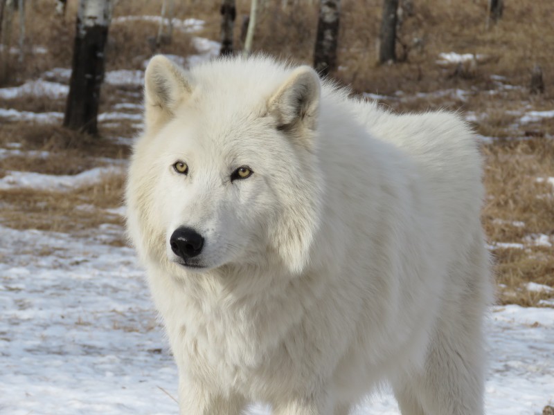 点击大图看下一张：可爱的白色野狼图片欣赏