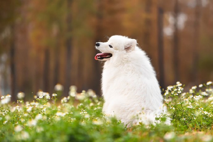 点击大图看下一张：一组爱笑的萨摩耶狗狗图片