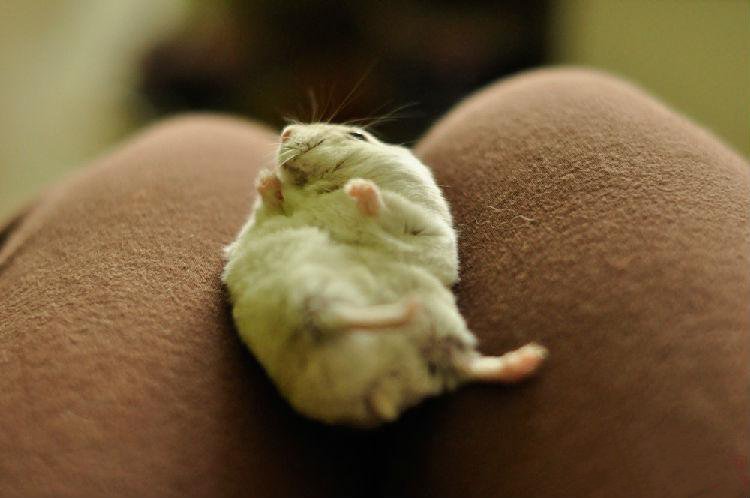 点击大图看下一张：爱撒娇的小可爱仓鼠图片