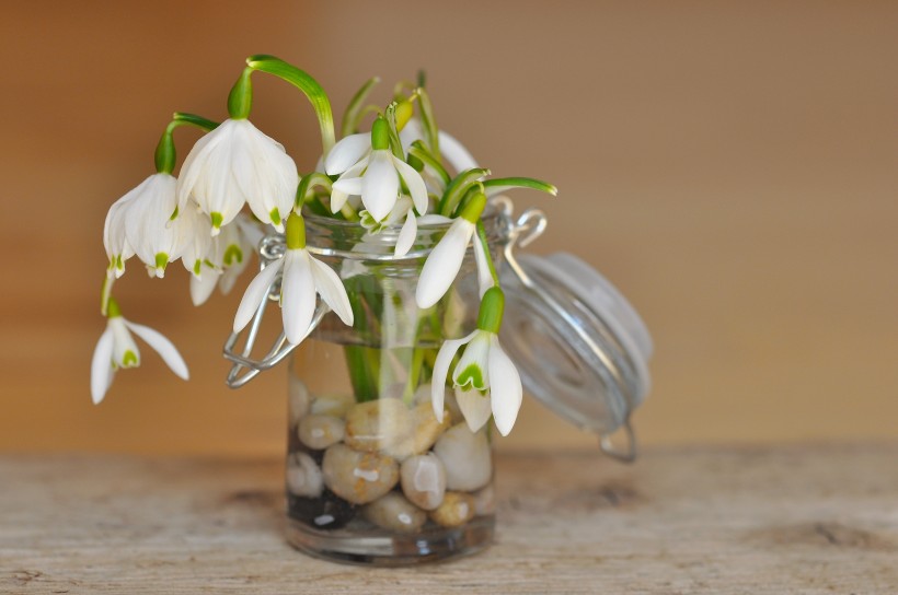 点击大图看下一张：纯洁优雅的白色铃兰花图片