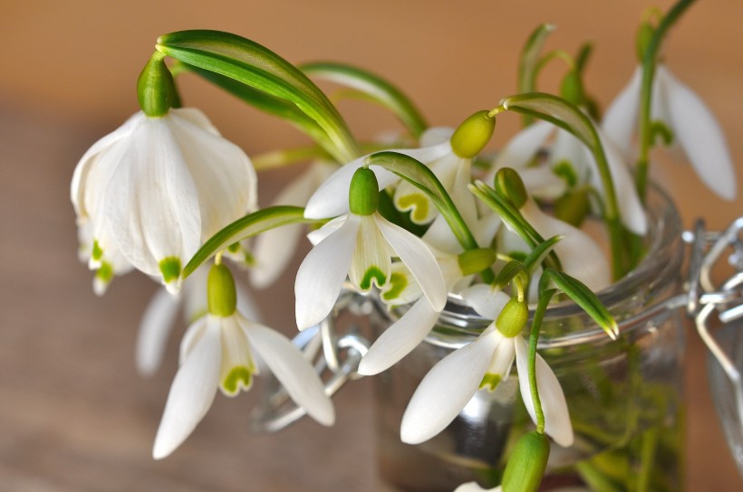 点击大图看下一张：纯洁优雅的白色铃兰花图片