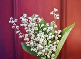 纯洁优雅的白色铃兰花图片