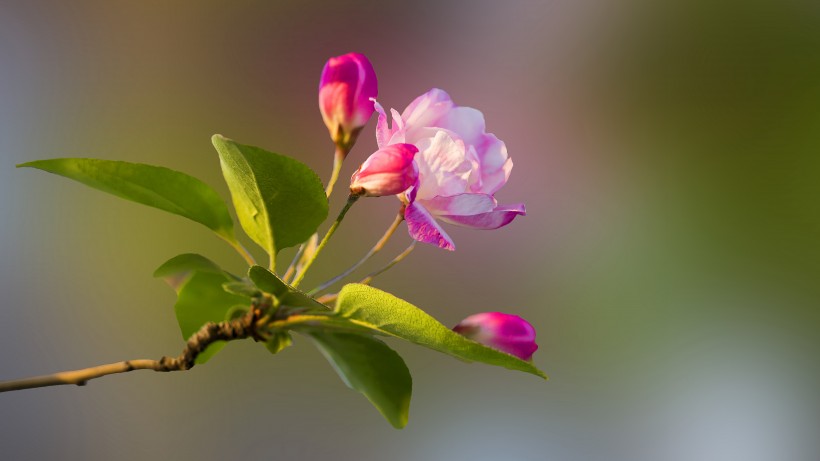 点击大图看下一张：清新美丽的海棠花图片