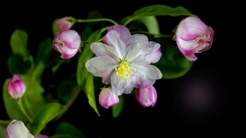 点击大图看下一张：清新美丽的海棠花图片