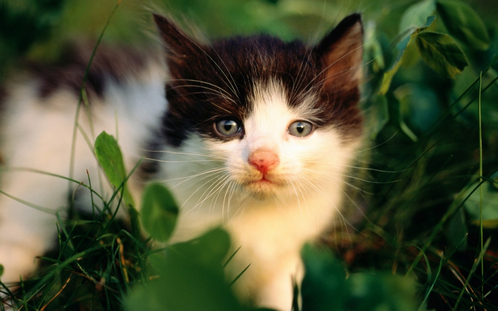 点击大图看下一张：娇小可爱的萌猫图片