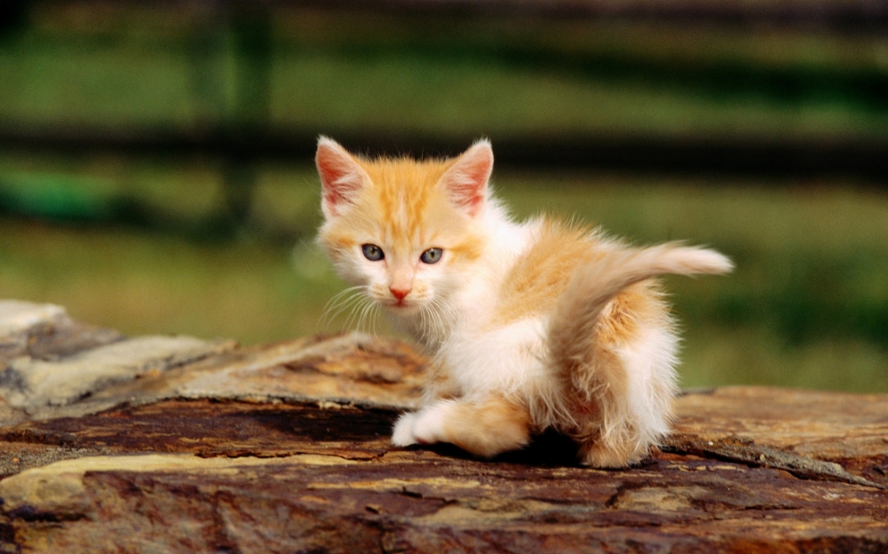 点击大图看下一张：娇小可爱的萌猫图片