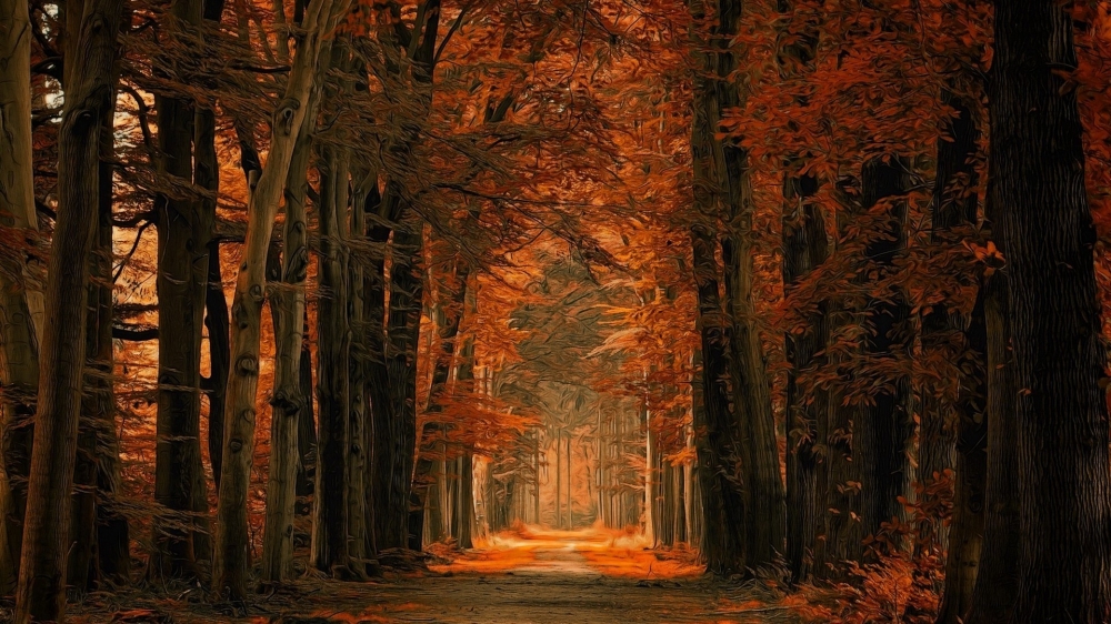 点击大图看下一张：林间小路唯美风景图片桌面壁纸