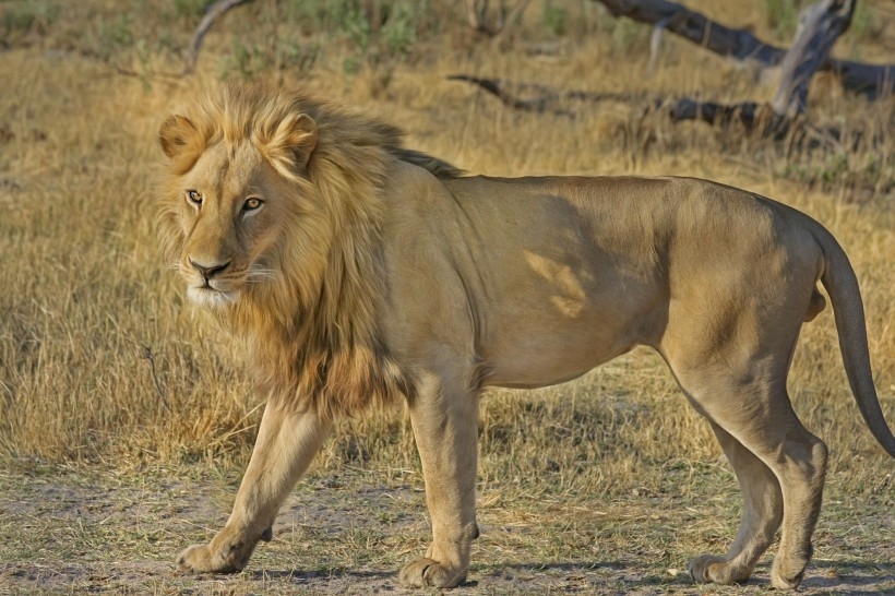 点击大图看下一张：非洲威猛雄狮霸气怒吼图片