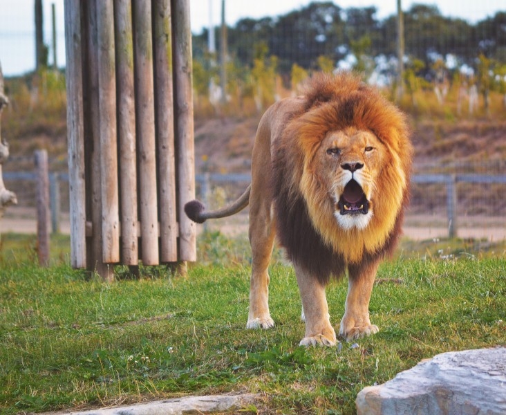 点击大图看下一张：非洲威猛雄狮霸气怒吼图片