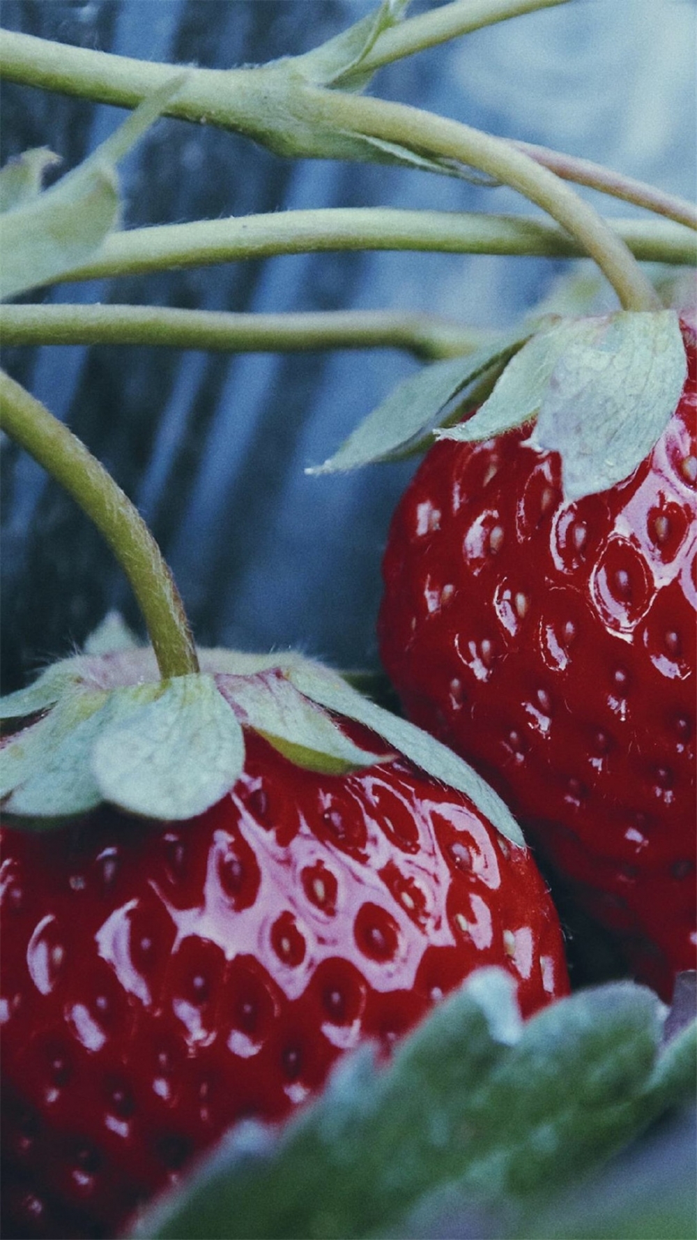 点击大图看下一张：美味可口的草莓图片手机壁纸
